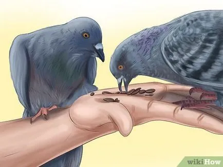 Cum de a instrui porumbel