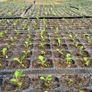 Secretele și tehnologia de cultivarea cu succes a petunii din semințe la domiciliu (în creștere petunii în casă) Secretele și tehnologia de cultivarea cu succes a petunii din semințe de la domiciliu
