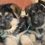Cățeluși German Shepherd Dog (50 poze) arata ca in 3 saptamani, ceea ce este real, descriere, video
