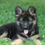 Cățeluși German Shepherd Dog (50 poze) arata ca in 3 saptamani, ceea ce este real, descriere, video