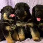 Cățeluși German Shepherd Dog (50 poze) arata ca in 3 saptamani, ceea ce este real, descriere, video