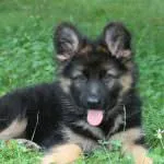 Cățeluși German Shepherd Dog (50 poze) arata ca in 3 saptamani, ceea ce este real, descriere, video