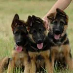 Cățeluși German Shepherd Dog (50 poze) arata ca in 3 saptamani, ceea ce este real, descriere, video