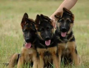 Cățeluși German Shepherd Dog (50 poze) arata ca in 3 saptamani, ceea ce este real, descriere, video