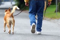 Cât de mult și de modul în care este necesar să se plimbe câinele, cei mai buni prieteni