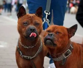 Cum pisica se indeparteaza de anestezie, după castrare, cât timp