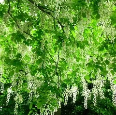 Sophora japonica - proprietăți utile, aplicații, indicații (proprietăți) Sophora japonica - proprietăți utile, aplicații, indicații