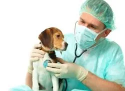 Câinele tușește ca și în cazul în care sufocat (dacă) Câinele tușește ca și în cazul în care sufocat