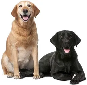 Descriere Dog Labrador Labrador Retriever, natura și conținutul câinilor (descriere) Descriere Dog Labrador Labrador Retriever, natura și conținutul de câine