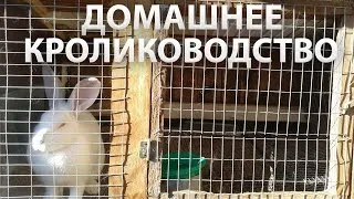 Întreținere și îngrijire pentru iepurii de la domiciliu (în creștere iepuri domestici) Întreținere și îngrijire pentru iepurii la domiciliu