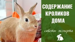 Întreținere și îngrijire pentru iepurii la domiciliu (acasă) Întreținere și îngrijire pentru iepurii la domiciliu