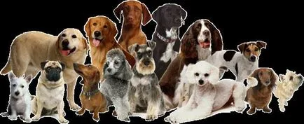 povestiri despre animale de la viata (viata) povestiri despre viața animalelor