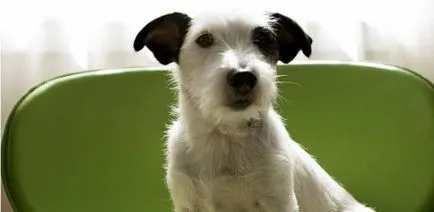 Dog sughiț nici un accident! Noi determina cauza și pentru a începe tratamentul