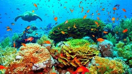 Pierderea cauzelor de biodiversitate și consecințe
