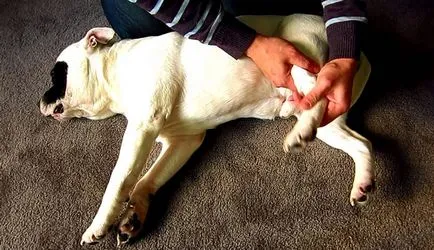 Câine șchiopătînd pe un cauze laba din spate și ce să facă, totul despre câini