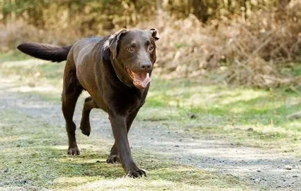 Câine șchiopătînd pe un cauze laba din spate și ce să facă, totul despre câini