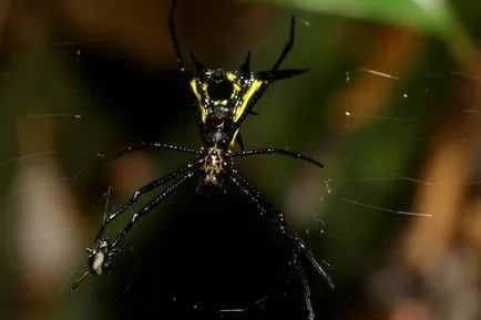 Pierderea cauzelor de biodiversitate și consecințe
