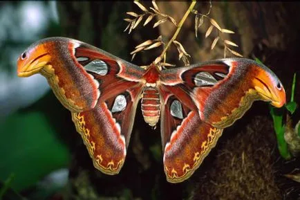 Pierderea cauzelor de biodiversitate și consecințe