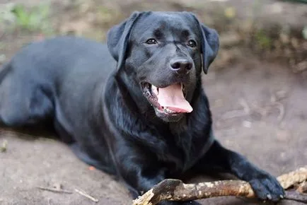 câinele lui Putin ce rasa lui nume, fotografie, porecla
