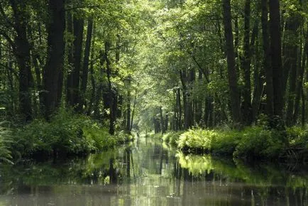 Pierderea cauzelor de biodiversitate și consecințe