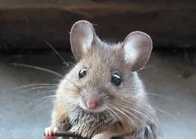 Visul mouse-ul Interpretare
