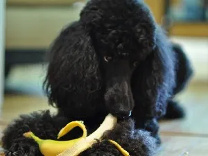 Ne pregătim pentru meniul poodle