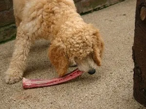 Ne pregătim pentru meniul poodle