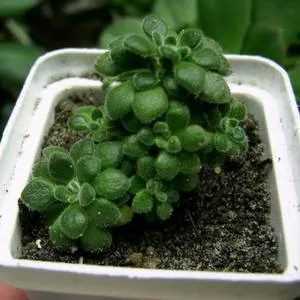Sfaturi și trucuri pentru pomul de dragoste aichryson de îngrijire la domiciliu (aichryson houseplant) Sfaturi și trucuri pentru pomul de dragoste aichryson de îngrijire la domiciliu