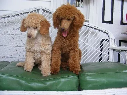 Ne pregătim pentru meniul poodle