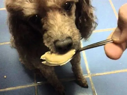 Ne pregătim pentru meniul poodle