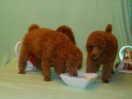 Ne pregătim pentru meniul poodle