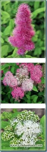 Spirea (foto) - cultivarea de asistenta medicala si trunchiere, site-ul de grădină, cabana și plante de interior (în creștere) Spirea (foto) - cultivarea de asistenta medicala si trunchiere, site-ul de grădină, cabana și plante de apartament