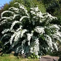 îngrijire Spirea, tăiere, propagare, fotografie, o grădină de plante