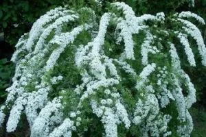 Spirea - plantare, îngrijire, înmulțire, soiuri, cum ar fi gradina ta (Spirea) Spirea - plantare, îngrijire, înmulțire, soiuri, cum ar fi gradina ta