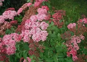 Spirea - plantare, îngrijire, înmulțire, soiuri, cum ar fi gradina ta (soi) Spirea - plantare, îngrijire, înmulțire, soiuri, cum ar fi gradina ta