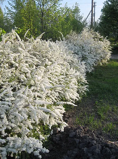 Spirea - plantare, îngrijire, înmulțire, soiuri, cum ar fi gradina ta (puternice lăstari anuale) Spirea - plantare, îngrijire, înmulțire, soiuri, cum ar fi gradina ta