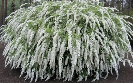 Spirea - plantare, îngrijire, înmulțire, soiuri, cum ar fi gradina ta (de plantare) Spirea - plantare, îngrijire, înmulțire, soiuri, cum ar fi gradina ta