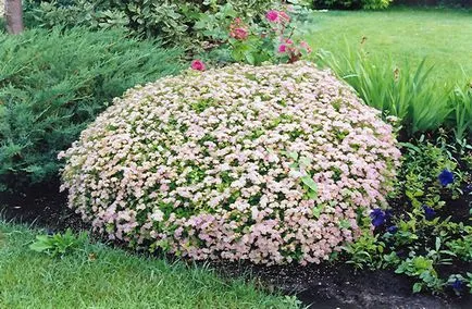 îngrijire Spirea, tăiere, propagare, fotografie, o grădină de plante