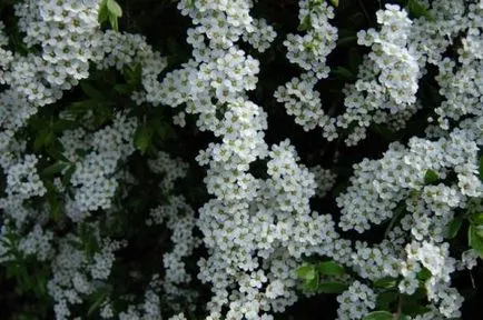 Spirea - plantare, îngrijire, înmulțire, soiuri, cum ar fi gradina ta (reproducere) Spirea - plantare, îngrijire, înmulțire, soiuri, cum ar fi gradina ta