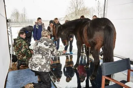 Pun pariu ca n-ai mai văzut un aspect cal ca mai jos, umkra (cal) Pun pariu că ai văzut niciodată un cal arata ca mai jos, umkra