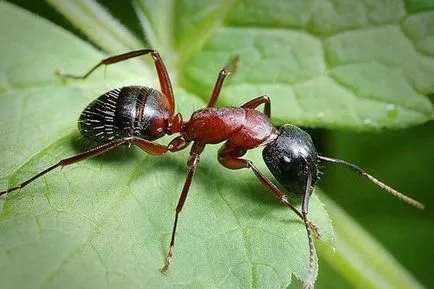 Mijloace de anteater - instrucțiuni de utilizare de furnici gradina, comentarii