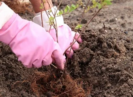 Spirea - plantare, îngrijire, înmulțire, soiuri, cum ar fi gradina ta (de îngrijire) Spirea - plantare, îngrijire, înmulțire, soiuri, cum ar fi gradina ta