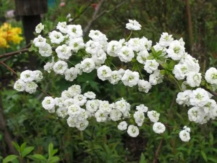 Spirea - plantare, îngrijire, înmulțire, soiuri, cum ar fi gradina ta (de plantare) Spirea - plantare, îngrijire, înmulțire, soiuri, cum ar fi gradina ta