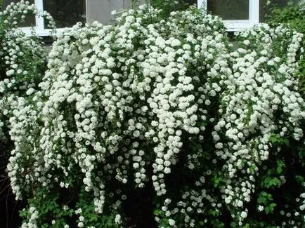 Spirea - plantare, îngrijire, înmulțire, soiuri, cum ar fi gradina ta (puternice lăstari anuale) Spirea - plantare, îngrijire, înmulțire, soiuri, cum ar fi gradina ta