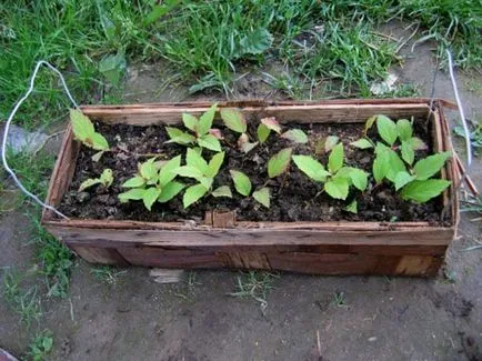 Spirea tipuri principale cu imagini, caracteristici de îngrijire și propagare