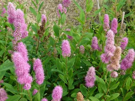 îngrijire Spirea, tăiere, propagare, fotografie, o grădină de plante