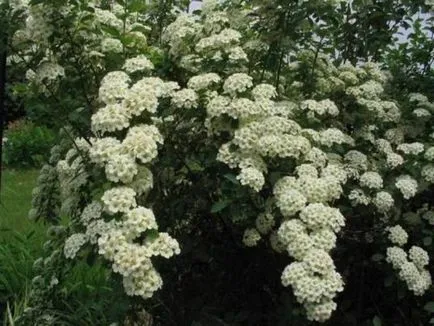 Spirea - plantare, îngrijire, înmulțire, soiuri, cum ar fi gradina ta (reproducere) Spirea - plantare, îngrijire, înmulțire, soiuri, cum ar fi gradina ta