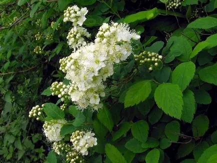 îngrijire Spirea, tăiere, propagare, fotografie, o grădină de plante