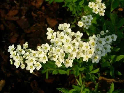 Spirea tipuri principale cu imagini, caracteristici de îngrijire și propagare