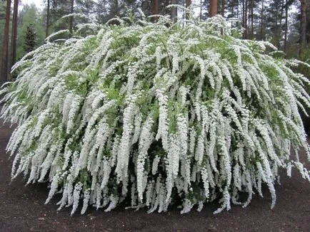 îngrijire Spirea, tăiere, propagare, fotografie, o grădină de plante
